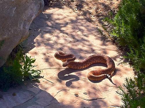 5 foot rattler on patio