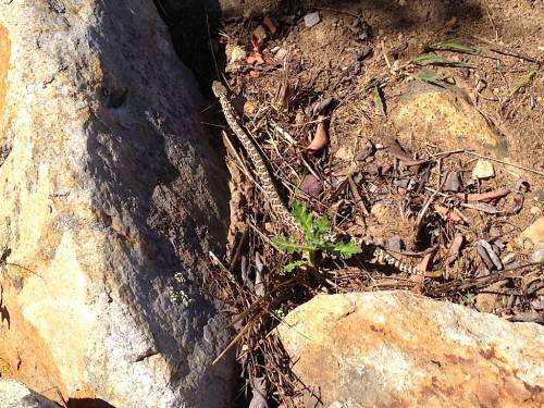 Baby rattle snake