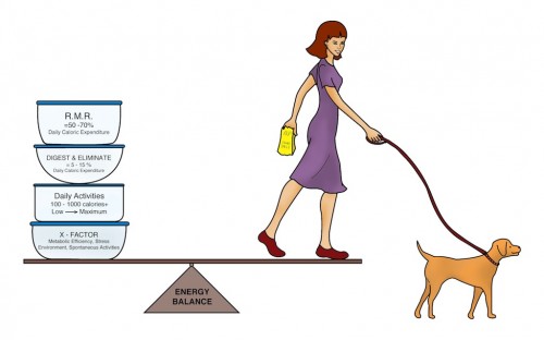 Metabolic Expense