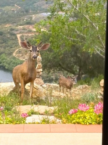 Mule Deer Visitors 2