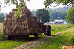 Hay on wagon