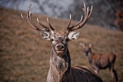 The Meaning of Spirit Animals